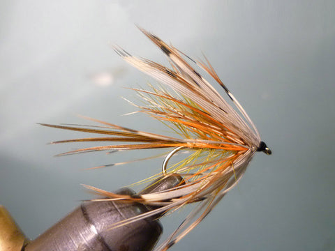 Corrib Grey Mayfly