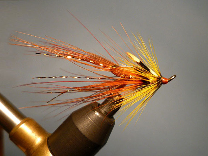 Orange And Gold Irish Shrimp